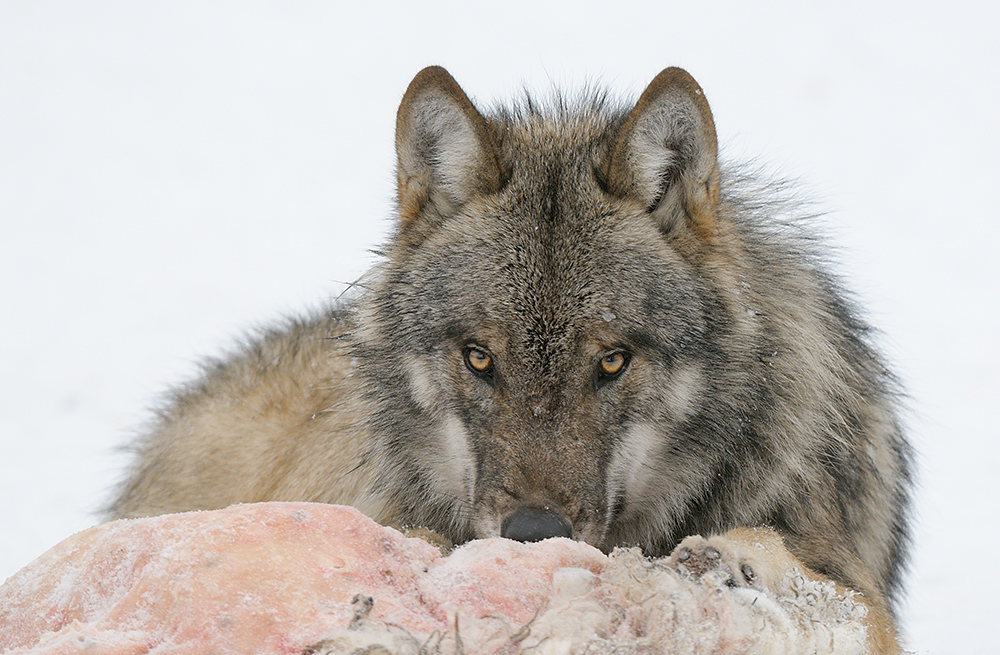 Wolf mit Schafspelz