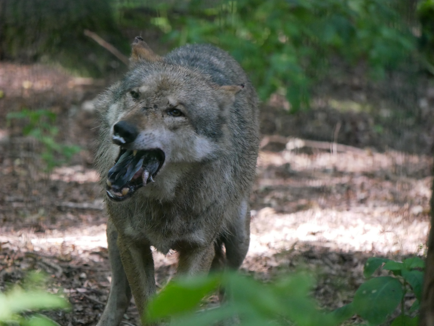 Wolf mit Taube