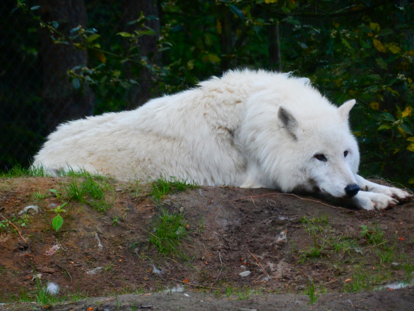 Wolf mit weißer Weste