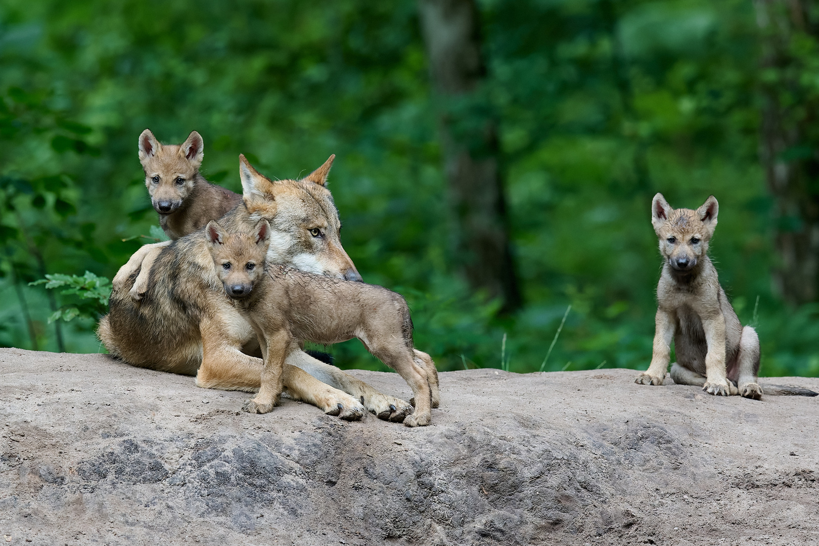 Wolf mit Welpen