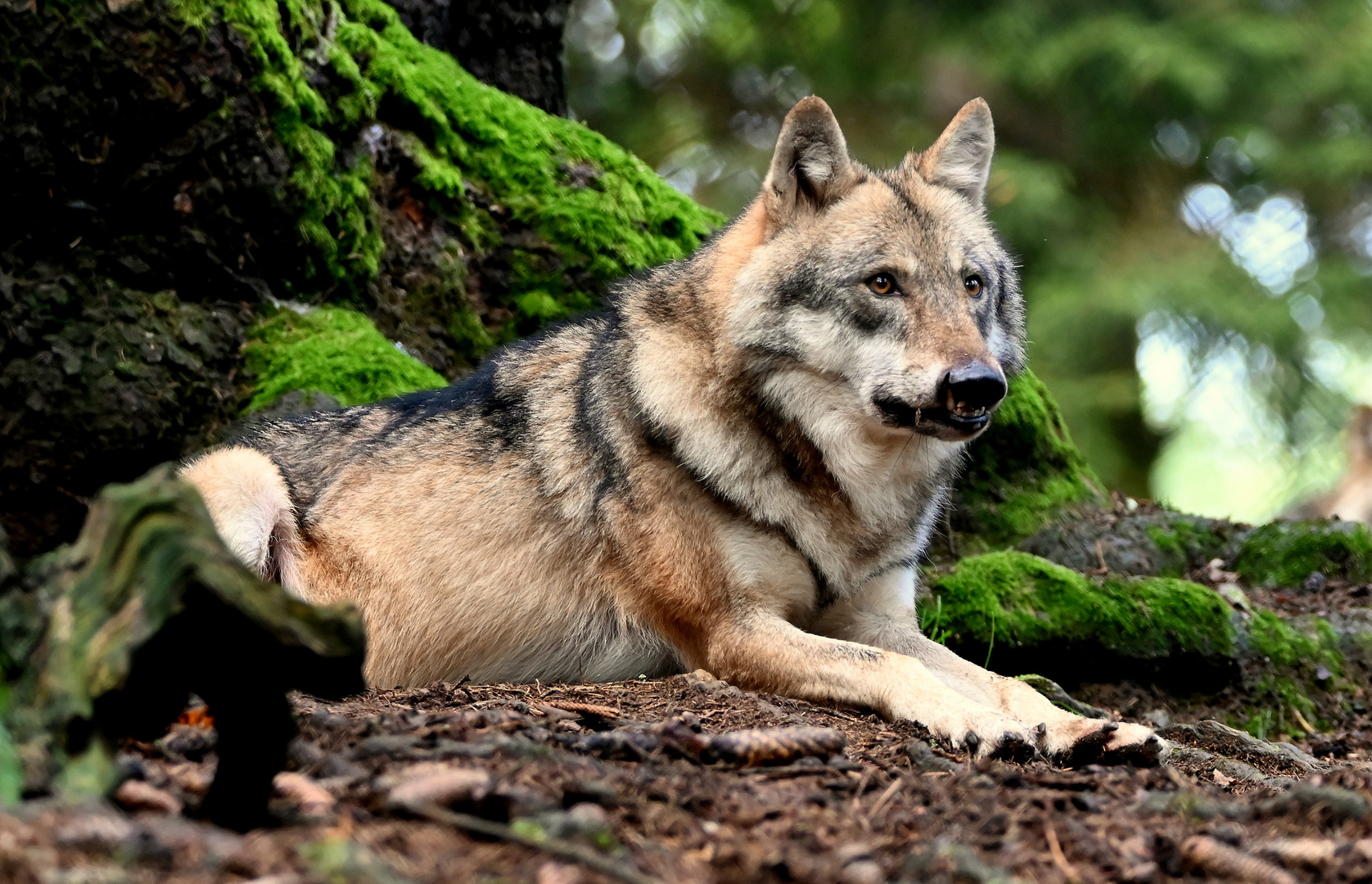 Wolf mit Zahnproblemen....