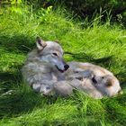 Wolf mom & pup