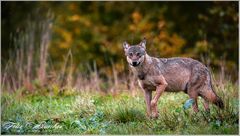 Wolf - morgens, mit dem ersten Licht. 