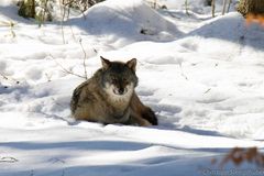 Wolf, Nationalpark Bayr. Wald 1