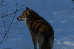 Wolf, Nationalpark Bayr. Wald 2