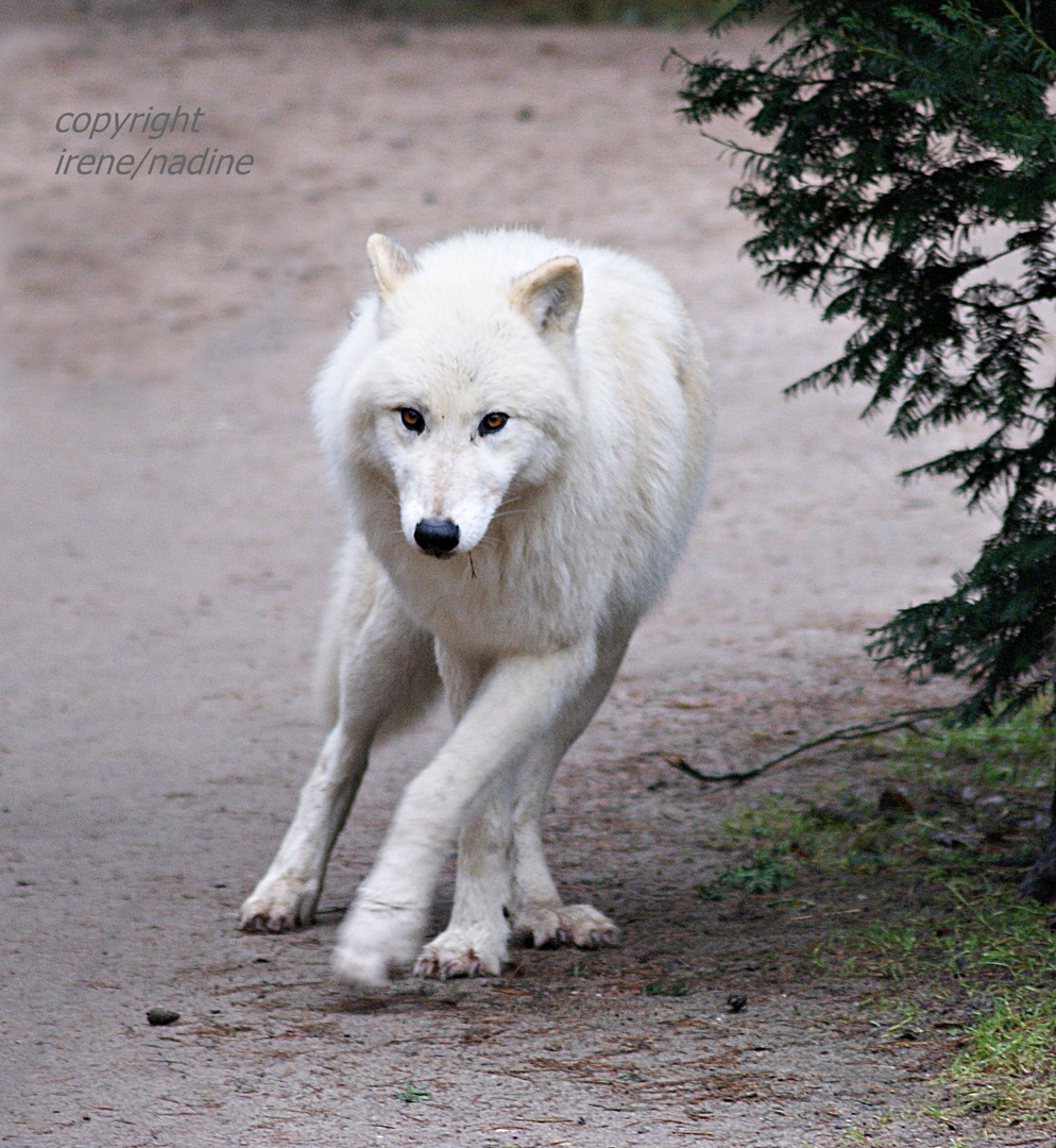 Wolf Noran als "Freigänger"