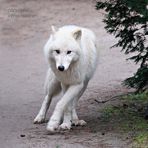 Wolf Noran als "Freigänger"