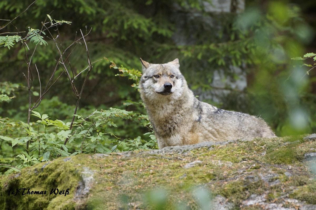 Wolf NP Bayerischer Wald