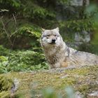 Wolf NP Bayerischer Wald