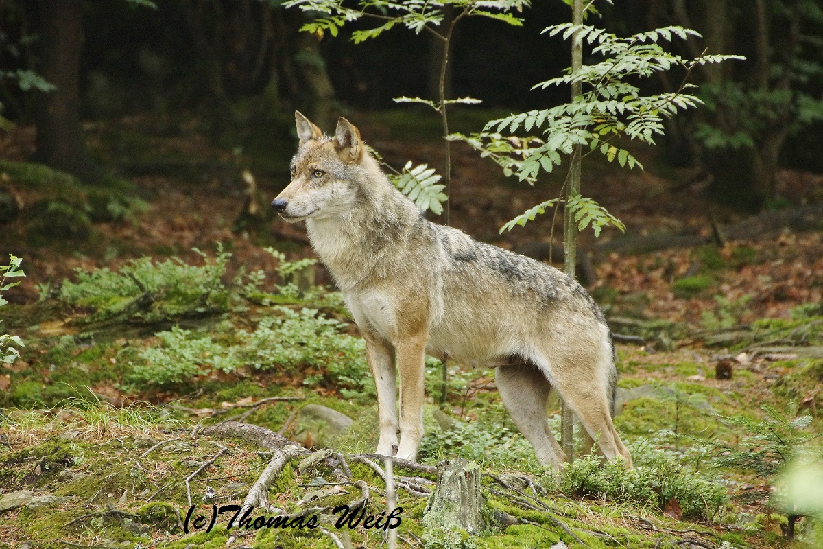 Wolf NP Falkenstein