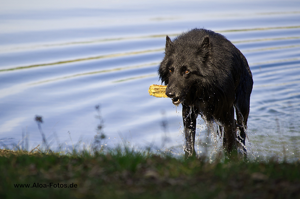 Wolf oder doch nur ein Hund