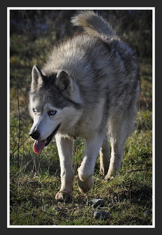 Wolf oder Husky