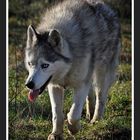 Wolf oder Husky