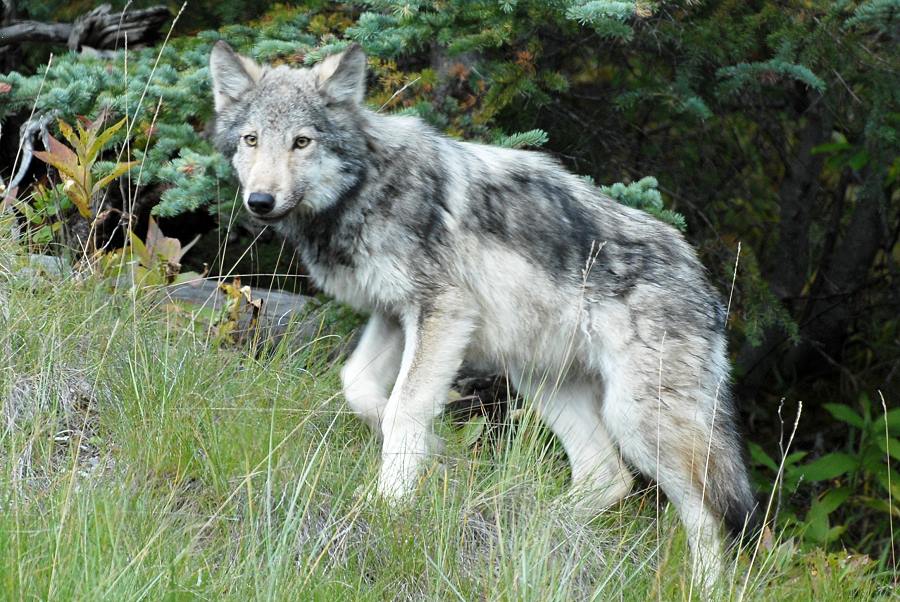 Wolf oder Koyote?