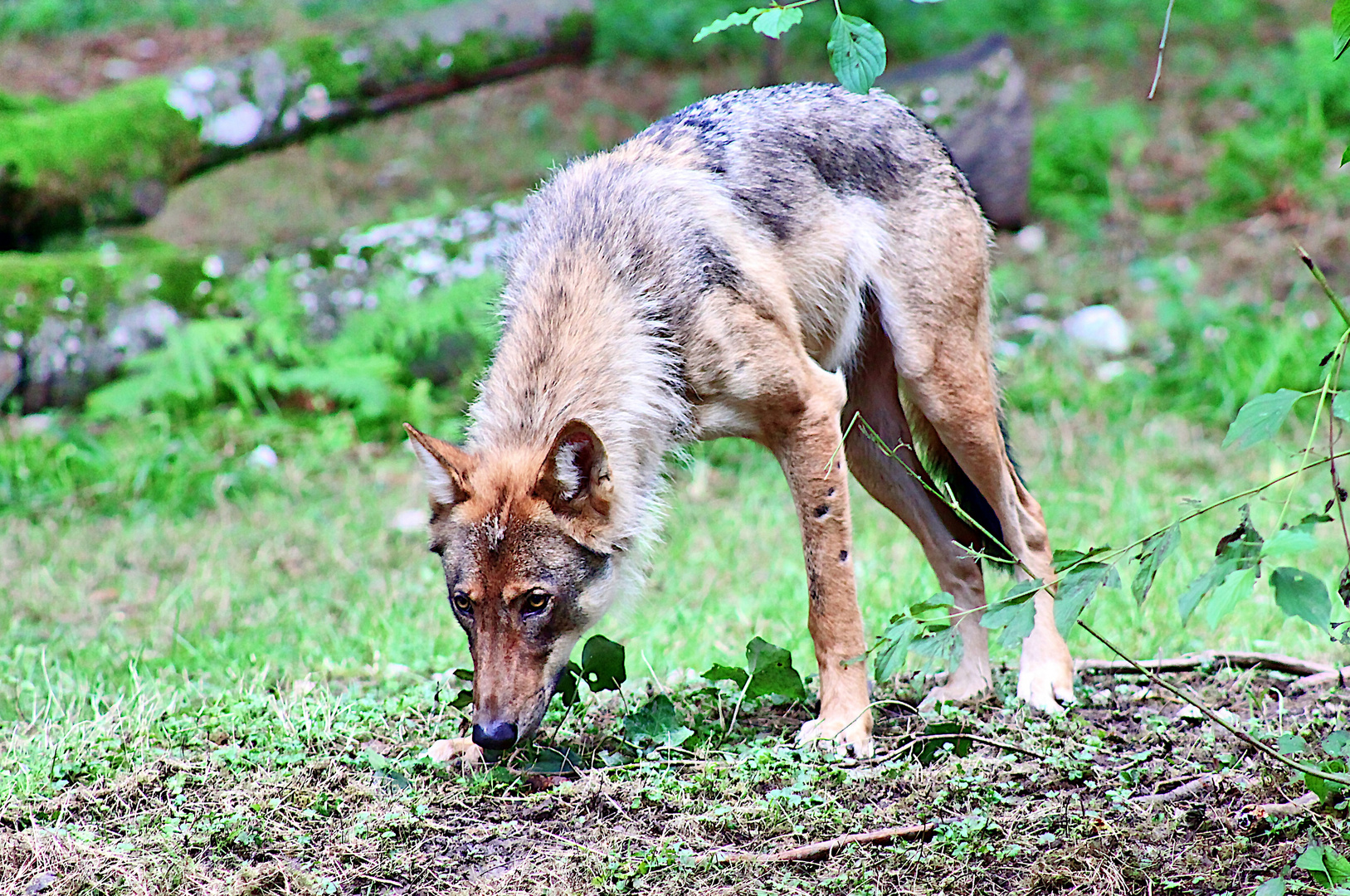 Wolf oder nicht Wolf...