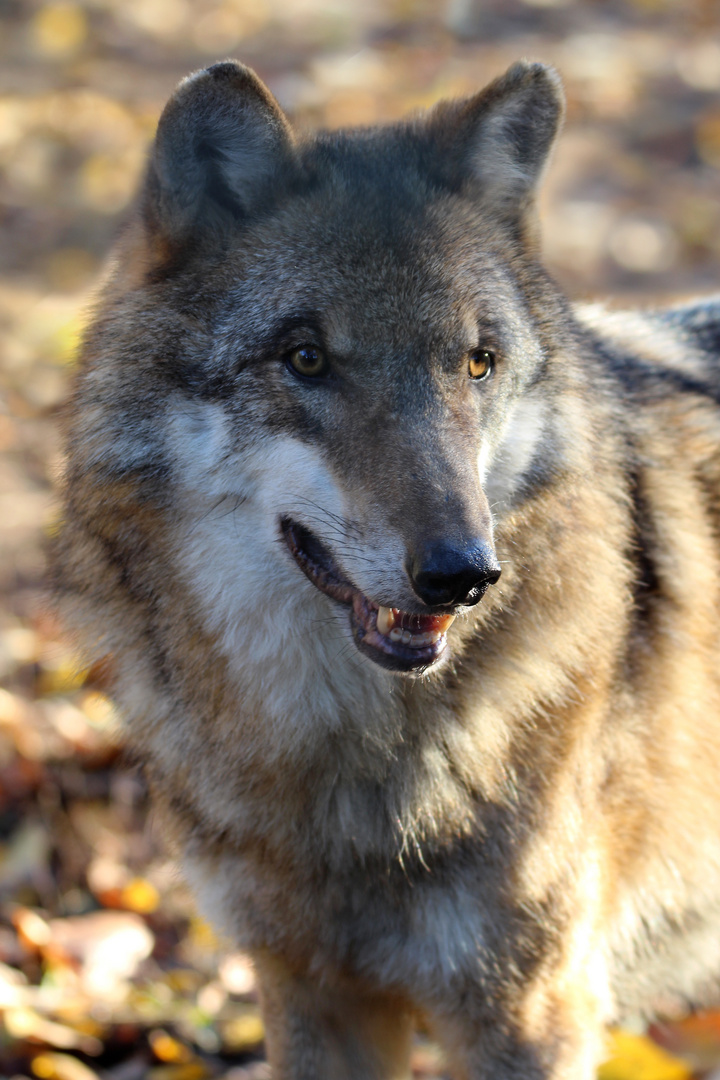 Wolf ohne Rotkäppchen