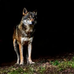 Wolf ohne Wolfsmilch ...