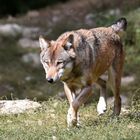 Wolf on the run