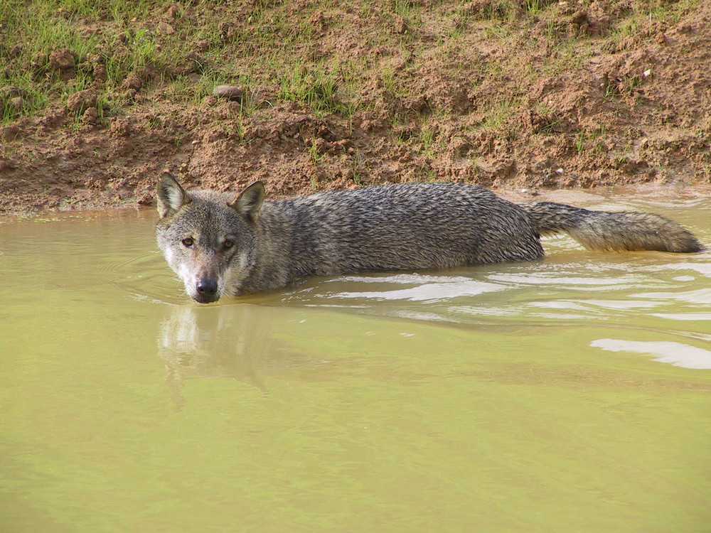 Wolf-Otter!