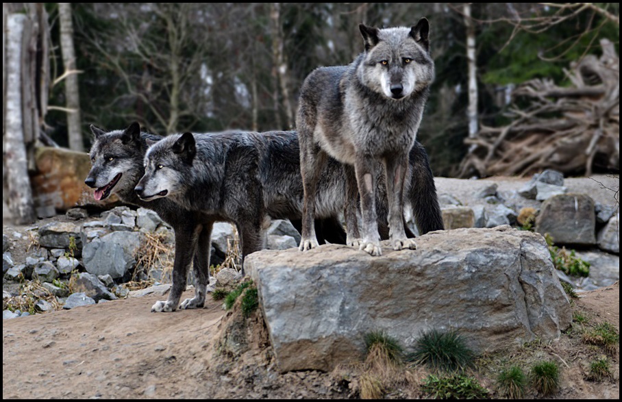 *Wolf -Pack*