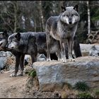 *Wolf -Pack*