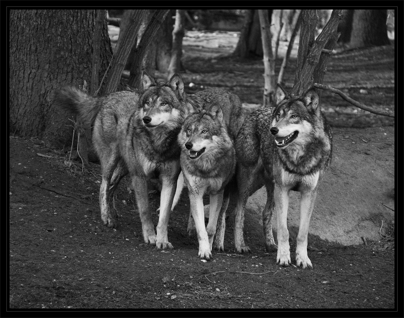 wolf pack