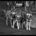 wolf pack