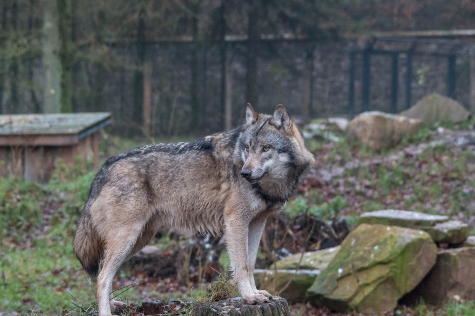 Wolf, pass auf!