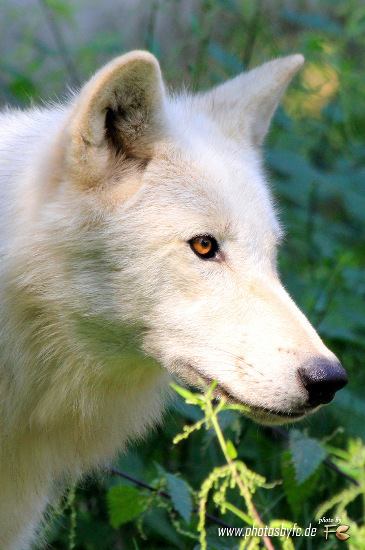 Wolf (Polarwolf) - Wildpark Hanau Klein-Auheim - Photos by FC - Jeannette Dewald