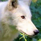 Wolf (Polarwolf) - Wildpark Hanau Klein-Auheim - Photos by FC - Jeannette Dewald