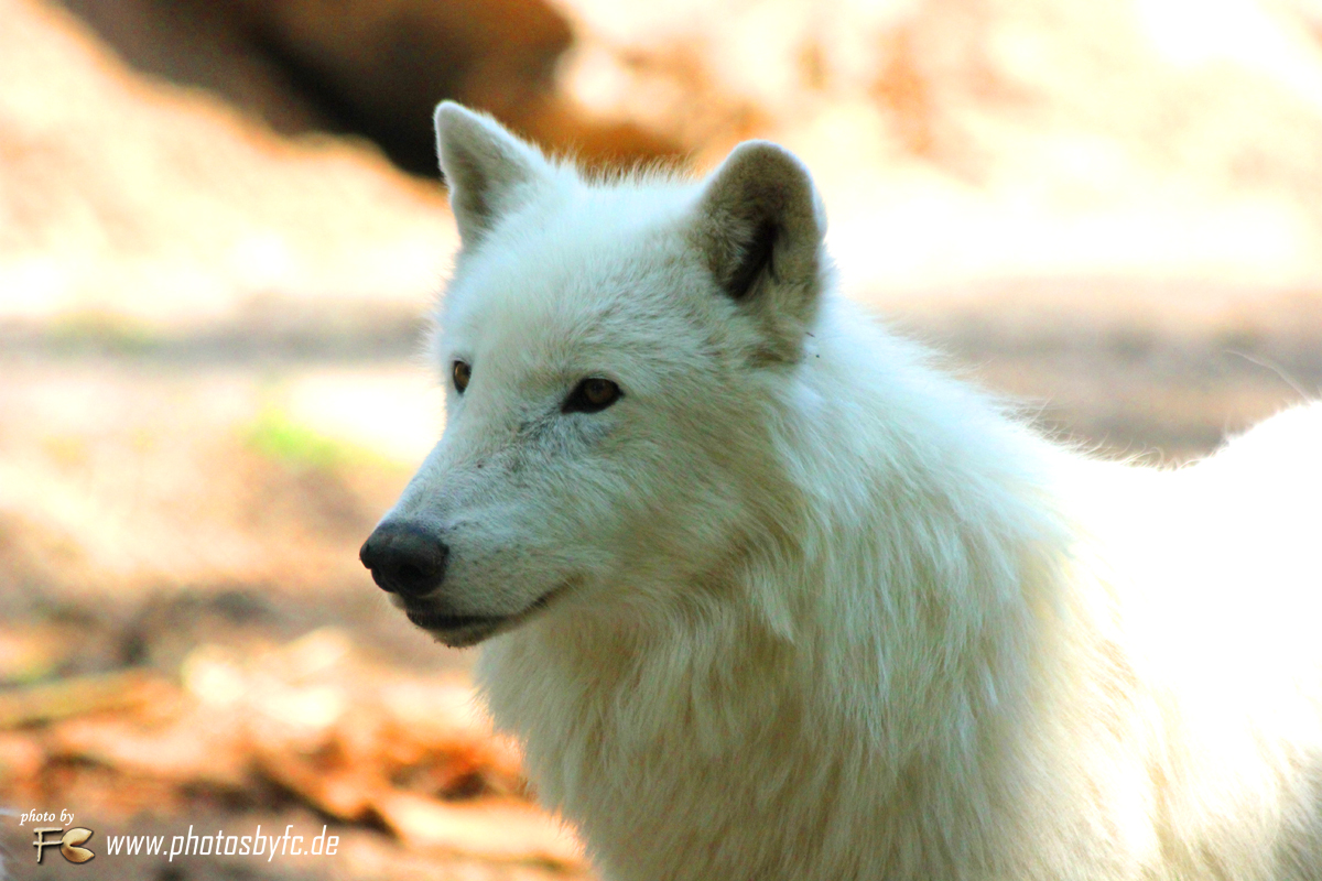 Wolf (Polarwolf) - Wildpark Hanau Klein-Auheim - Photos by FC - Jeannette Dewald