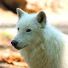 Wolf (Polarwolf) - Wildpark Hanau Klein-Auheim - Photos by FC - Jeannette Dewald