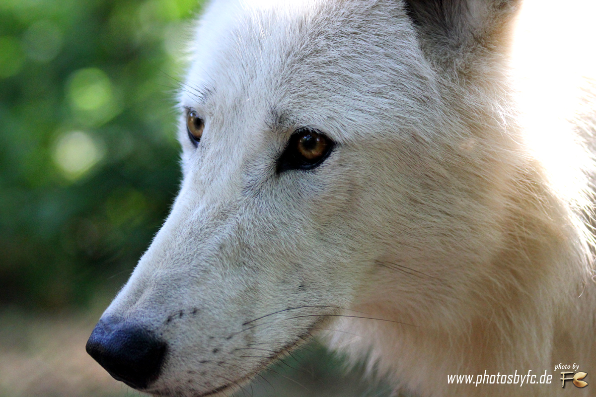 Wolf (Polarwolf) - Wildpark Hanau Klein-Auheim - Photos by FC - Jeannette Dewald