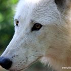 Wolf (Polarwolf) - Wildpark Hanau Klein-Auheim - Photos by FC - Jeannette Dewald