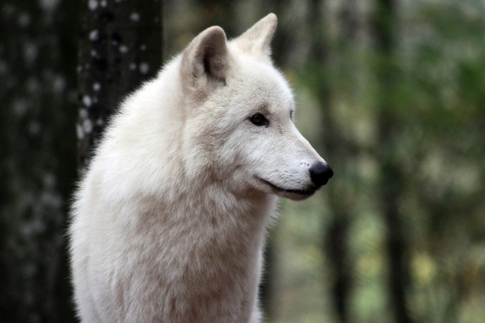 Wolf (Polarworf, Rudel Kasselburg)