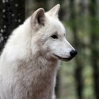 Wolf (Polarworf, Rudel Kasselburg)