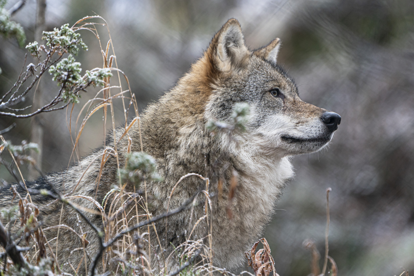 Wolf Polarzoo