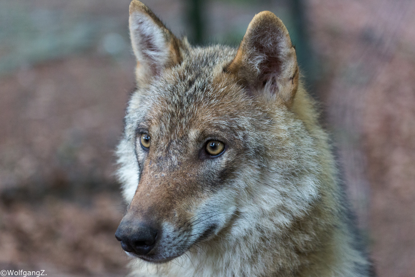 Wolf Portrait