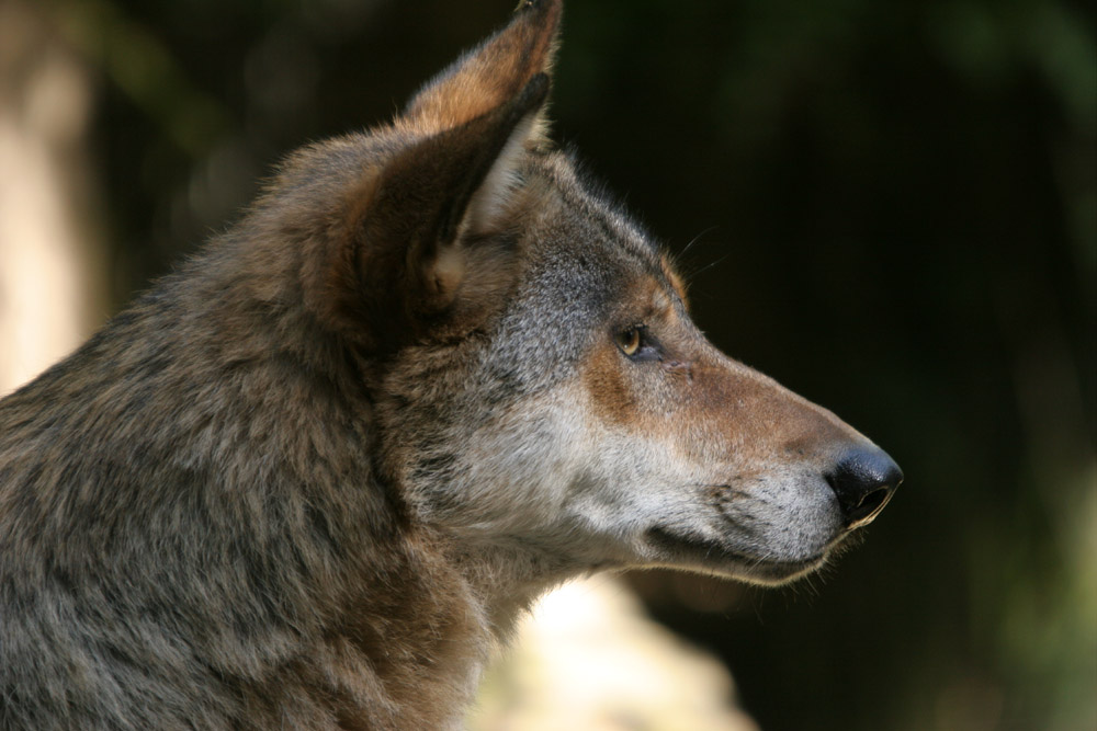 Wolf Portrait