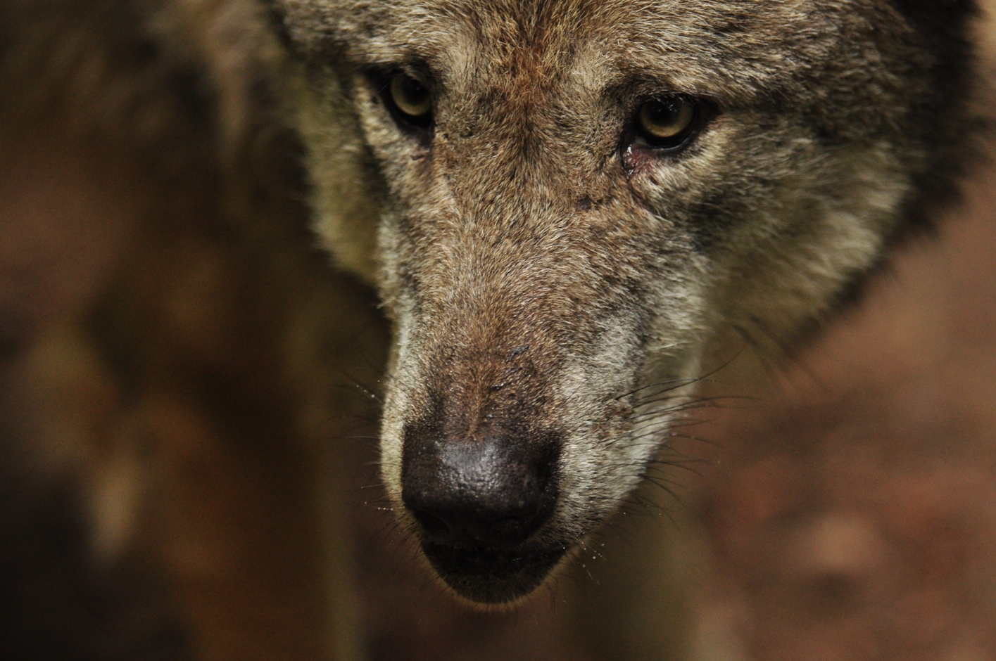 Wolf Portrait