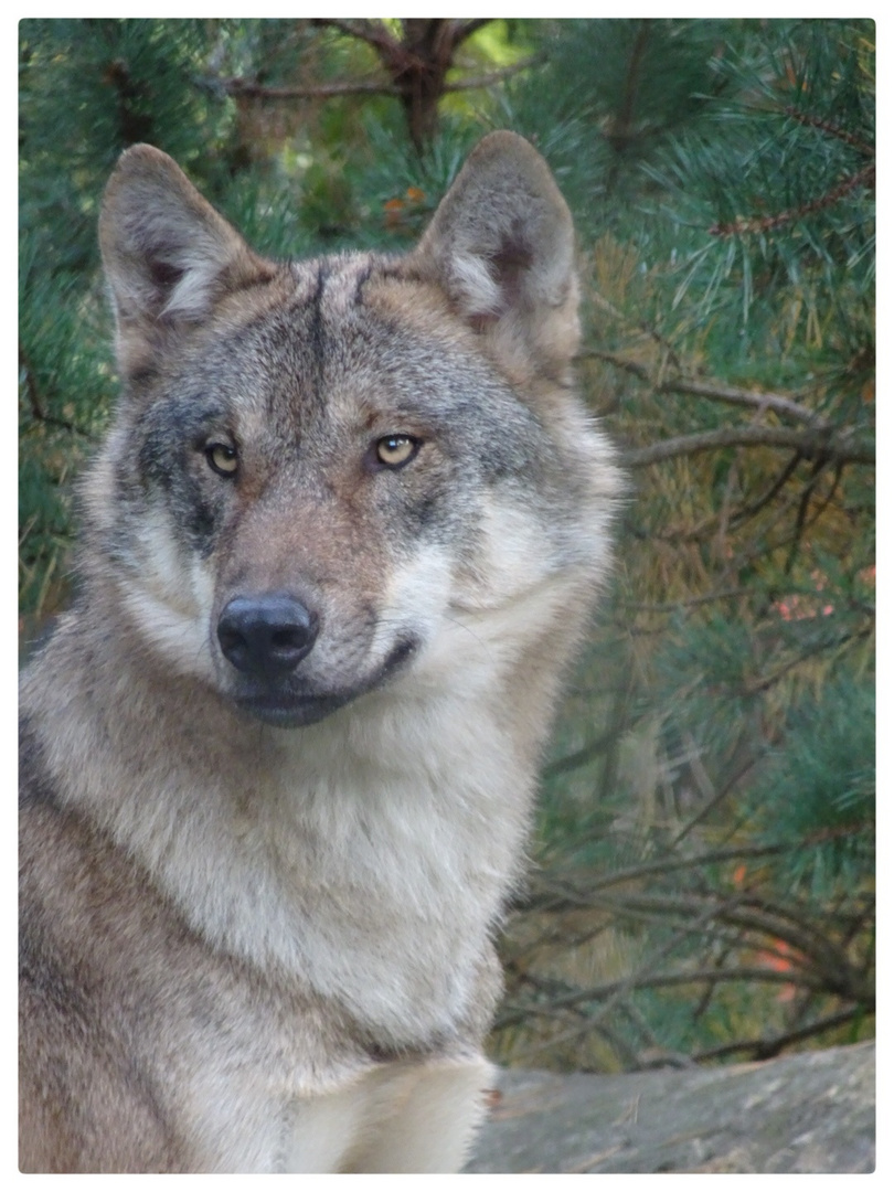 Wolf (Portrait)