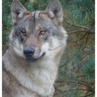 Wolf (Portrait)