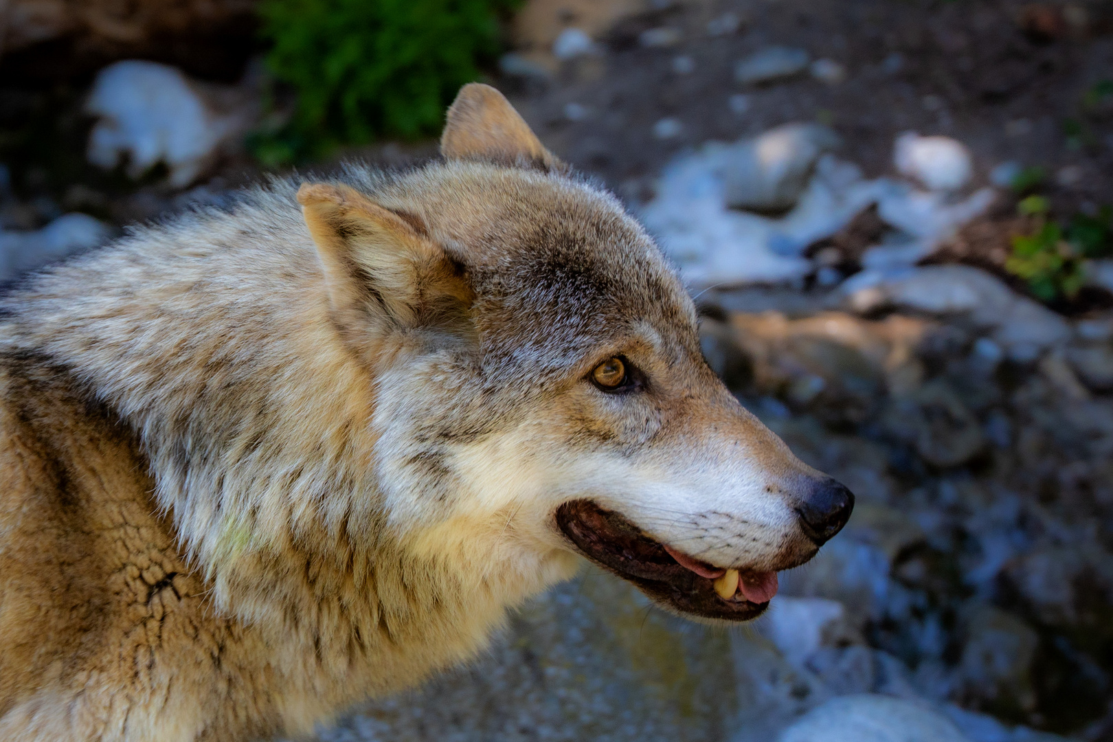 Wolf Portrait