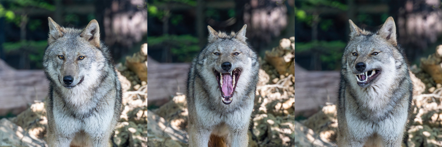 Wolf Portrait