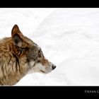 Wolf Portrait vom letzten Winter