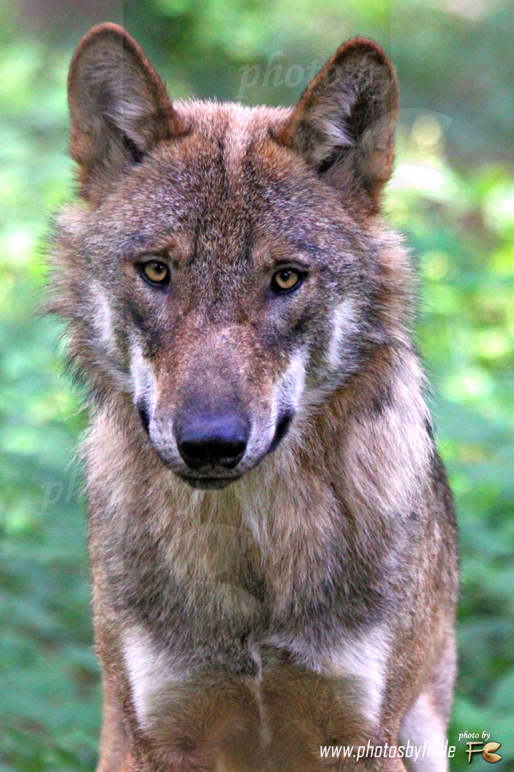 Wolf Portrait - Wildpark "Alte Fasanerie" Hanau Klein-Auheim