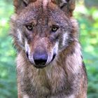 Wolf Portrait - Wildpark "Alte Fasanerie" Hanau Klein-Auheim