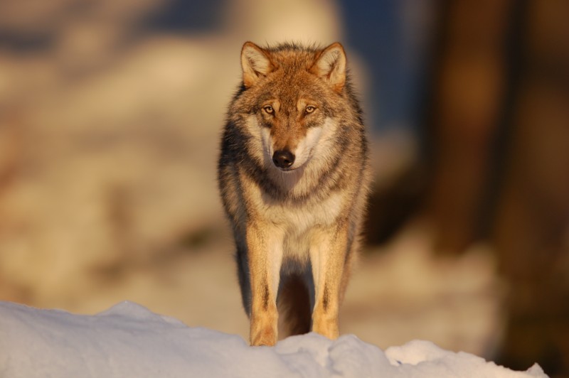 Wolf posiert im Abendlicht