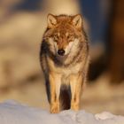 Wolf posiert im Abendlicht