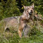 Wolf - Rückkehr zu der hungrigen Meute